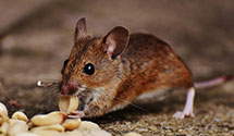 24 Hour & Emergency Exterminators in Nw London, NC